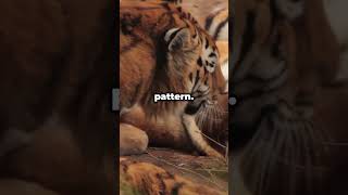 Tigers Skin is Striped Too facts fascinatingcreatures fascinatingfacts tiger animals [upl. by Garner]