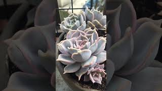 Echeveria lilacina 多肉丽娜莲 [upl. by Rashidi]