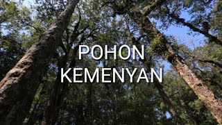 POHON KEMENYAN  Frankincense tree [upl. by Etaner]