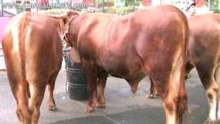 Vacas y toros del país Feria de Ganado San Mateo 2013 [upl. by Asseral]