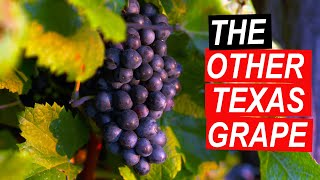 John Rivenburgh on Texas Wine  Tannat and Teaching Future Winemakers [upl. by Ynoffit]