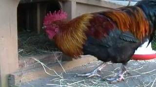 quotAs The Egg Turnsquot Hen House Drama Black Copper Marans Chickens [upl. by Elocan]