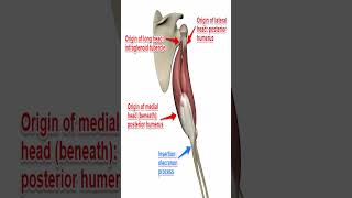 Anatomy Triceps AKA Triceps Brachii Muscle shorts [upl. by Eidnac]