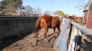 Verwaarloosde paarden in beslag genomen [upl. by Aliahs]