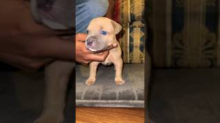 😍 Blue eyed Blue Fawn XL American Bully female 4 weeks old burrnationk9s abkcbully pitbullpup [upl. by Chaddie]