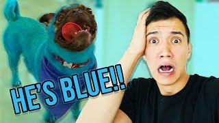 MY BROTHER TURNED MY DOG BLUE [upl. by Malarkey222]