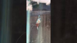 Betta fish life transformation 🙀🙀 shorts bettafish breeding [upl. by Esilanna]