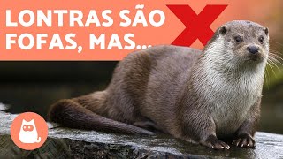 LONTRA DE ESTIMAÇÃO porque NÃO TER UMA 🚫 [upl. by Henrie]