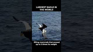 Giant Eagle  aka Stellers Sea Eagles What You Need to Know [upl. by Okihsoy]