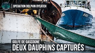 Opération DolphinBycatch  Dauphins capturés par des chalutiers quotéquipésquot de pingers [upl. by Korman]