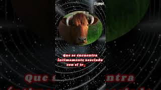 ☯🐃 PERSONALIDAD BUEY del ZODIACO CHINO  Sabe Como Es viralshorts AI [upl. by Nilrah]