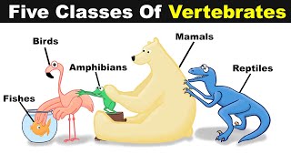 Five Classes Of Vertebrate Animals  FishBirdsReptilesAmphibians And Mammals UrduHindi [upl. by Berne]