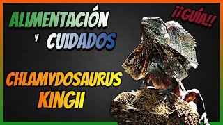 Guía CLAMIDOSAURIO KINGII 🐉 Chlamydosaurus kingii ► Alimentación y cuidados 🐉 🐉 🐉 [upl. by Hplodur]