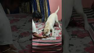 Coco doglover funnydog labradorlovers youtubeshorts lab video [upl. by Rafa407]