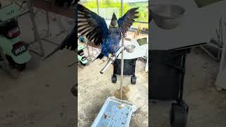 Hyacinthus macaw takes a bath when it is hot [upl. by Antons]