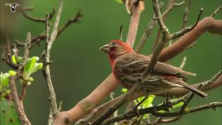 Vibrant Red House Finch [upl. by Noillid]