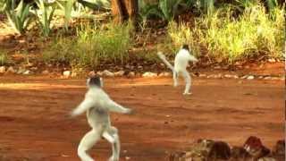 Dancing Sifaka  Berenty  Madagascar [upl. by Mayor324]