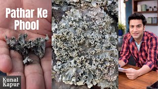 Pathar Ke Phool Kya Hota hai  Dagad Phool Kalpasi Stone Flower  Kunal Kapur Recipes Uttarakhand [upl. by Brittne100]