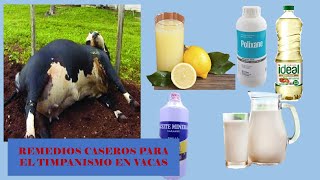 Remedios caseros para el timpanismo en vacas [upl. by Wardlaw362]