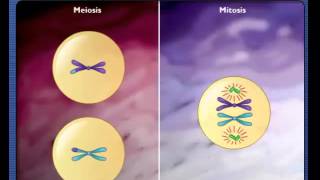 Comparison of Meiosis and Mitosis [upl. by Aneeuq]