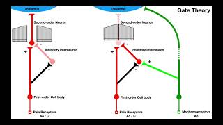 Pain Modulation  Gate Control amp Endogenous Opioid Mechanisms TENSIFC [upl. by Alessig]