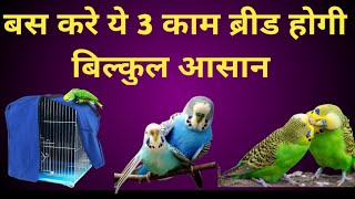 Budgies Parrot Se Jaldi Breed Chahiye To Ye 3 Kaam Zaroor Kare  Bajri Tote Ande Kab Dete Hain [upl. by Basso]