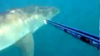 Rencontre inattendue avec un grand requin blanc [upl. by Oal391]