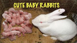 Day 5 The mommy rabbit is breast feeding to her baby rabbits [upl. by Ecnav]