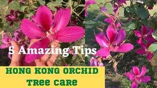 5 Amazing tips 2 grow Bauhinia 1🌳  HongKong orchid tree care [upl. by Manheim]