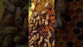 Honey bee depositing pollen beekeeper honeybee farmer farming homestead kentucky rrg ky [upl. by Ycaj]