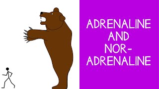 58 Endocrine Adrenaline Epinephrine and Noradrenaline Norepinephrine [upl. by Anaxor]