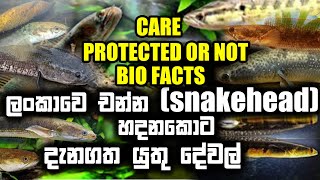 Important facts of Sri Lankan Channa fishsnakehead CARE BIO FACTS  PROTECTION  KanayaLulaAra [upl. by Eenitsed]