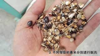 Jobs tearsCoix seed Chinese pearl barleycleaning and dehulling equipment [upl. by Nylcsoj]