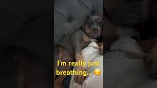 Snoring American Bully Puppy  ytshorts youtubeshorts viral americanbullypuppy shorts [upl. by Calvina]