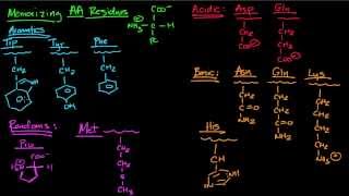 Memorizing Amino Acids Part 2 [upl. by Amein]