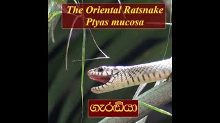 The Oriental Ratsnake  Ptyas Mucosa  Sri Lankan Rat Snake  Garadiya  ගැරඬියා  Snake GamēWeddo [upl. by Nesiaj405]