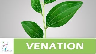 Venation of leaf [upl. by Devona]