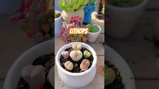 Repotting Lithops WRONG Can KILL Them EXPERT Shares Secrets [upl. by Xylina]