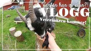 Ser djuren spöken  VLOGG 135 [upl. by Lesser]