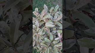 BLINDNESS TREE a species of EXCOECARIA flowers plants viralvideo youtubeshorts [upl. by Raddy]