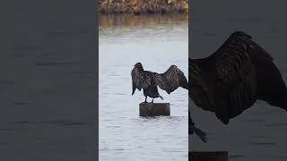 Great Cormorant Wing Display birds nature shorts [upl. by Clementi]