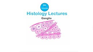 Histology Lectures  Ganglia  Dr Ashok K R [upl. by Bee887]