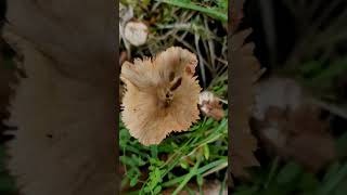 Laccaria Laccata mushroom in Tigard Oregon forest mushrooms oregon Laccarias [upl. by Born788]