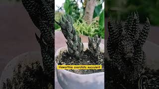 Haworthia coarctata succulent liveplant indoorplantnursery succulent succulents care fertilizer [upl. by Scuram126]