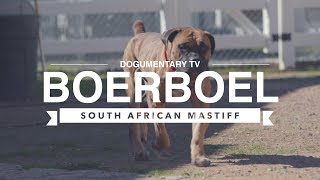 ALL ABOUT BOERBOEL THE SOUTH AFRICAN MASTIFF AKC [upl. by Eolanda]