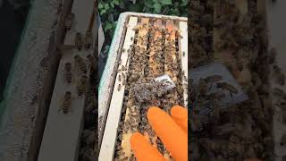 Mated queen saves the day nature animalhusbandry beekeeping honey beeslife bee [upl. by Ardnasac]