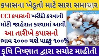 Kapas na bhav  23062024  કપાસના ભાવ2024  Information about cotton crop price  Commodity Trend [upl. by Dric938]