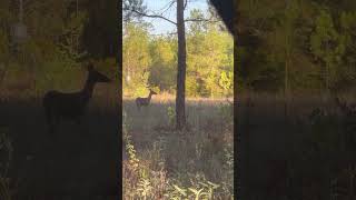 Doe a deer a FEMALE deer wildlife nature hunting [upl. by Nirol]