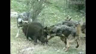 El agarre de cuatro lobos a un jabalí que arrasa entre los cazadores [upl. by Ardekan540]