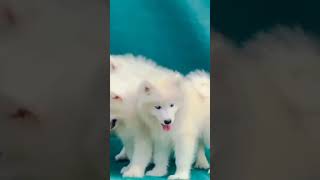 Samoyed Puppy Sale trending shorts viralvideo trendingshorts shortfeed viralshort dogbreed [upl. by Hyo]